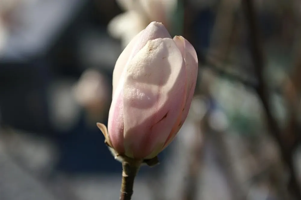 Loebner Magnolia (Magnolia X Loebneri) — This magnolia thrives in full sun to part shade in zones 5-9; unfurling to reveal white petals