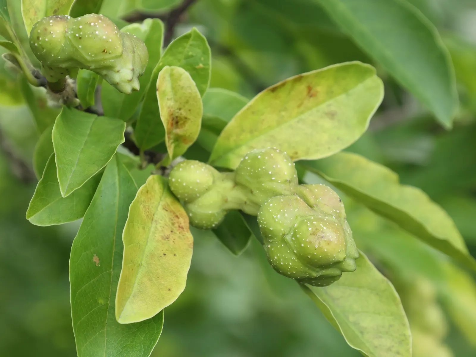 Loebner Magnolia (Magnolia X Loebneri) — shrub / tree for full or half or shade; it resists most pests and diseases, making it a robust addition to any