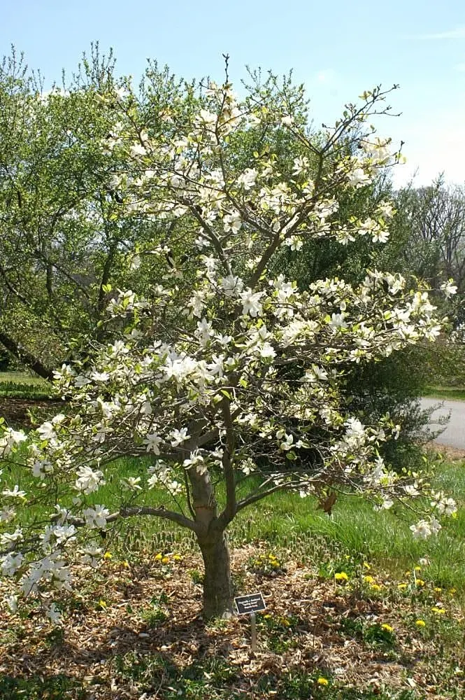 Loebner Magnolia (Magnolia X Loebneri) — unfurling to reveal white petals; loebner Magnolia (Magnolia x loebneri) is a deciduous hybrid with an elegant