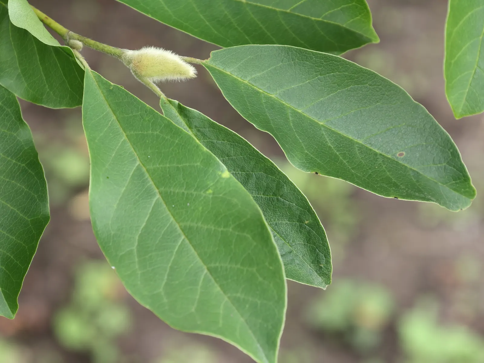 Loebner Magnolia (Magnolia X Loebneri) — It resists most pests and diseases, making it a robust addition to any temperate garden landscape; white flowers in