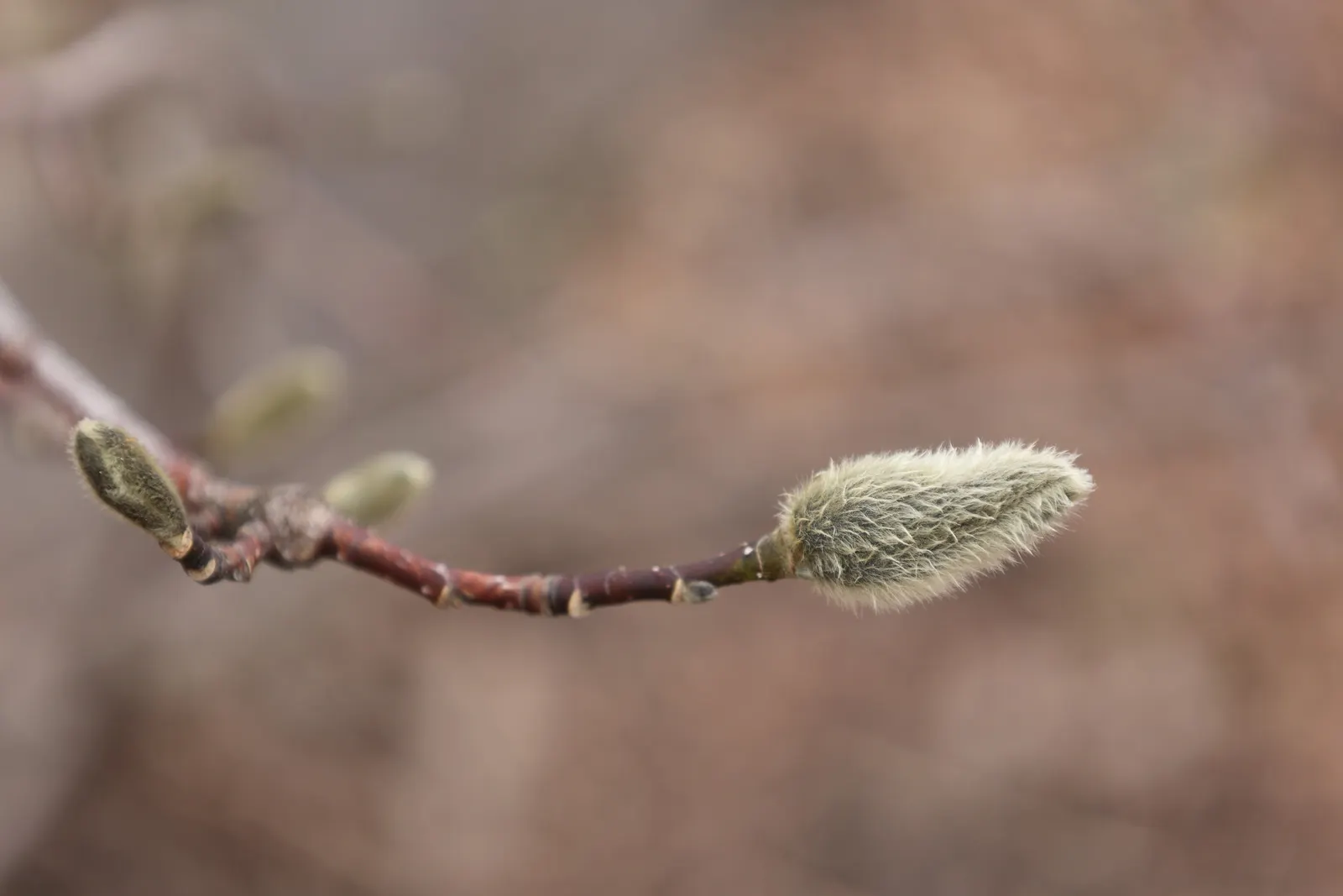 Loebner Magnolia (Magnolia X Loebneri) — with leaves reaching 3 to 6 inches in length; this magnolia prefers well-drained, image 56