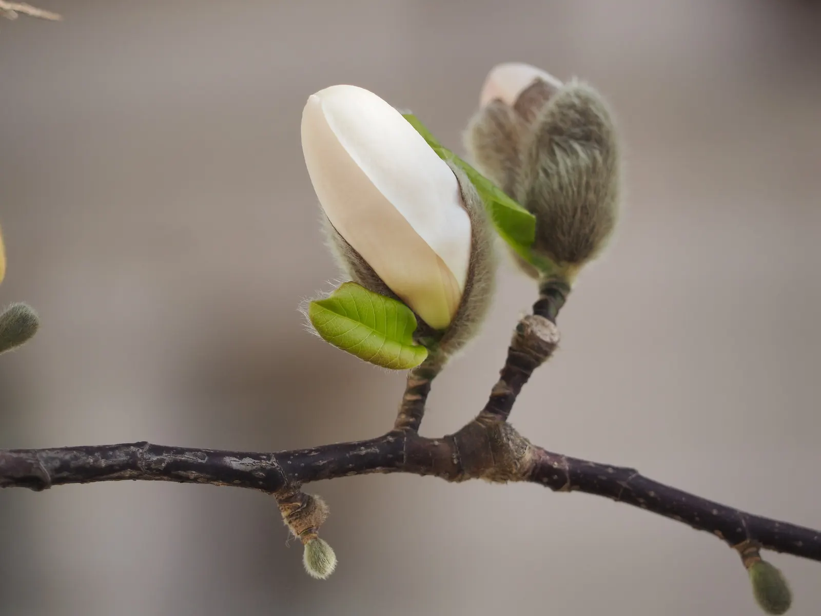 Loebner Magnolia (Magnolia X Loebneri) — and is moderately drought-tolerant once established; offering some flexibility in placement.<br><br>The Loebner