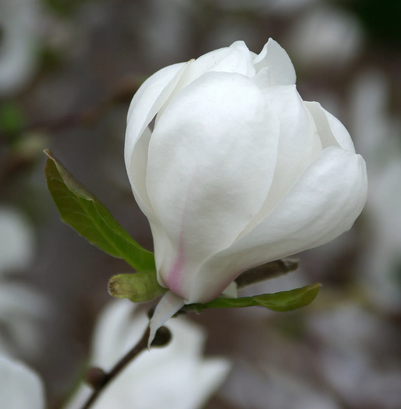 Loebner Magnolia (Magnolia X Loebneri) — with leaves reaching 3 to 6 inches in length
