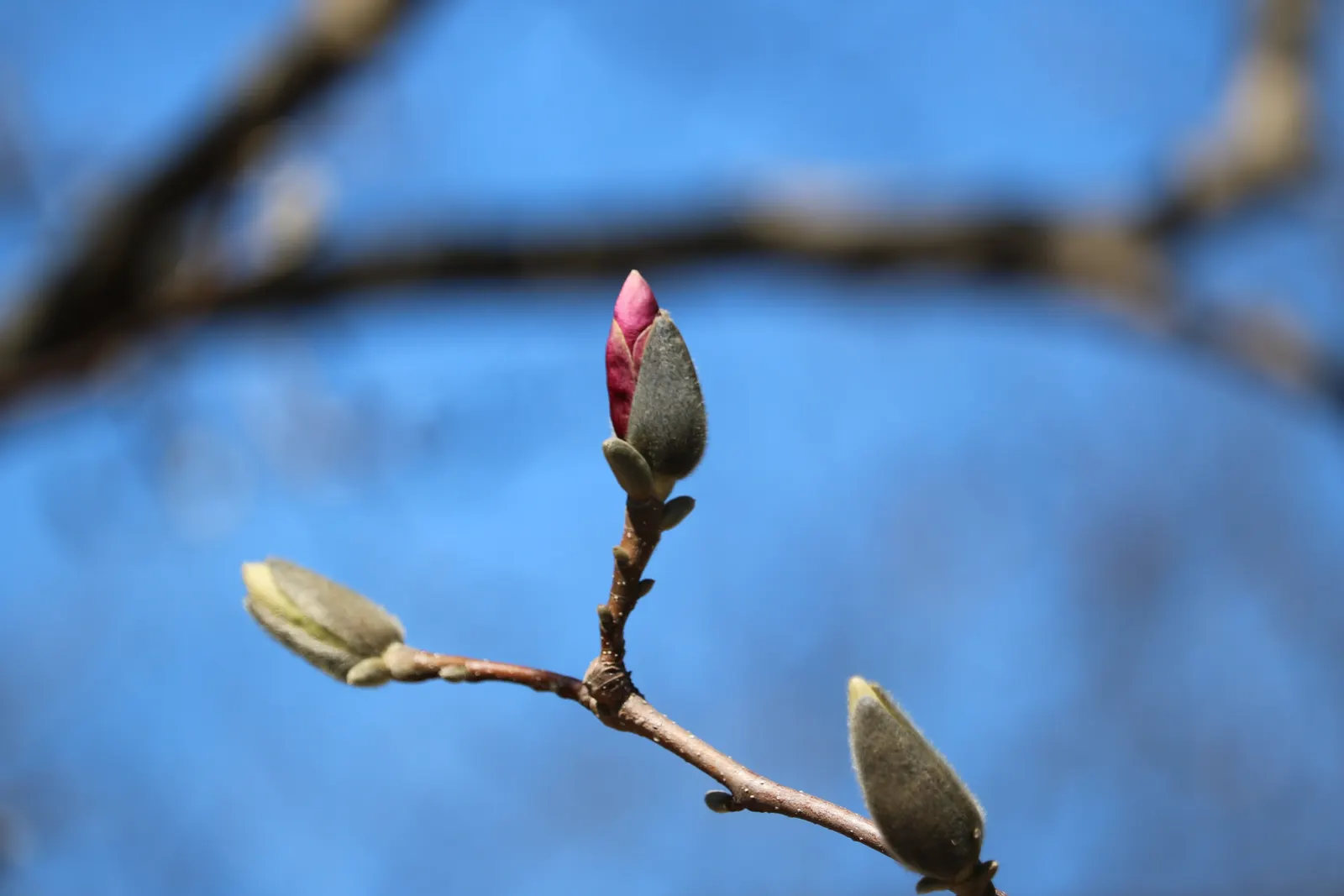 Loebner Magnolia (Magnolia X Loebneri) — unfurling to reveal white petals; loebner Magnolia (Magnolia x loebneri) is a deciduous hybrid with an, image 54