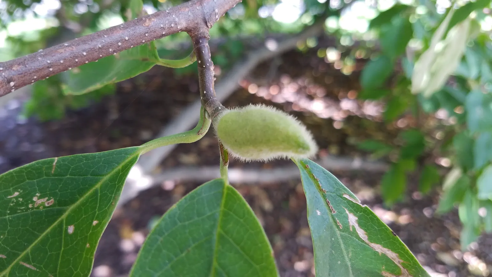 Loebner Magnolia (Magnolia X Loebneri) — reaching 20-30 ft in height and 20-35 ft in width; radiating from a flush center to create blooms that span up to 4