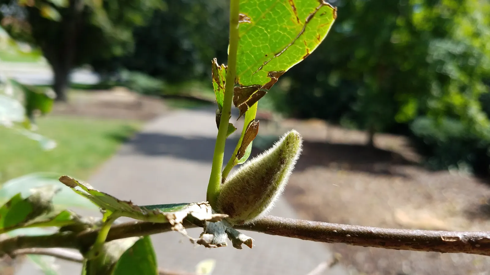 Loebner Magnolia (Magnolia X Loebneri) — starry blossoms in early to mid-spring