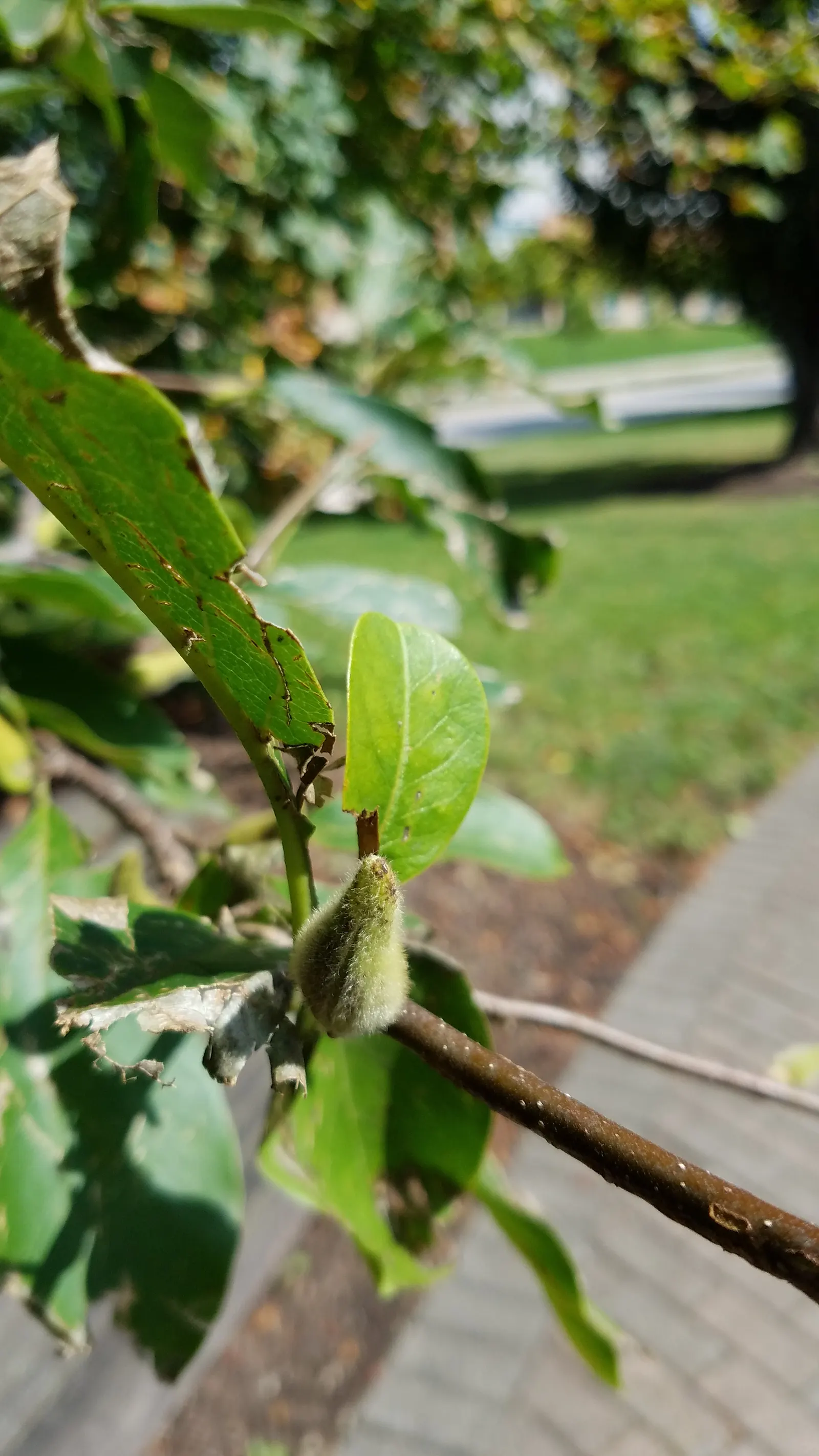 Loebner Magnolia (Magnolia X Loebneri) — The flower buds are tantalizingly tinged pink