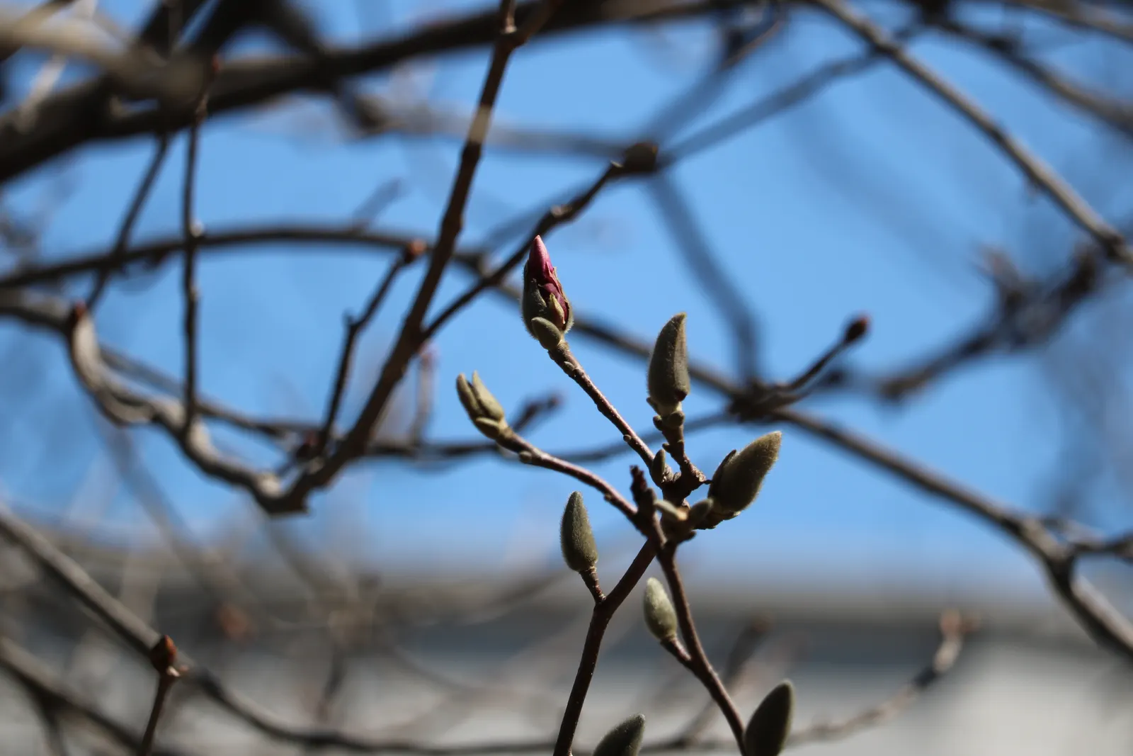 Loebner Magnolia (Magnolia X Loebneri) — Loebner Magnolia (Magnolia x loebneri) is a deciduous hybrid with an elegant; it showcases star-shaped, image 45