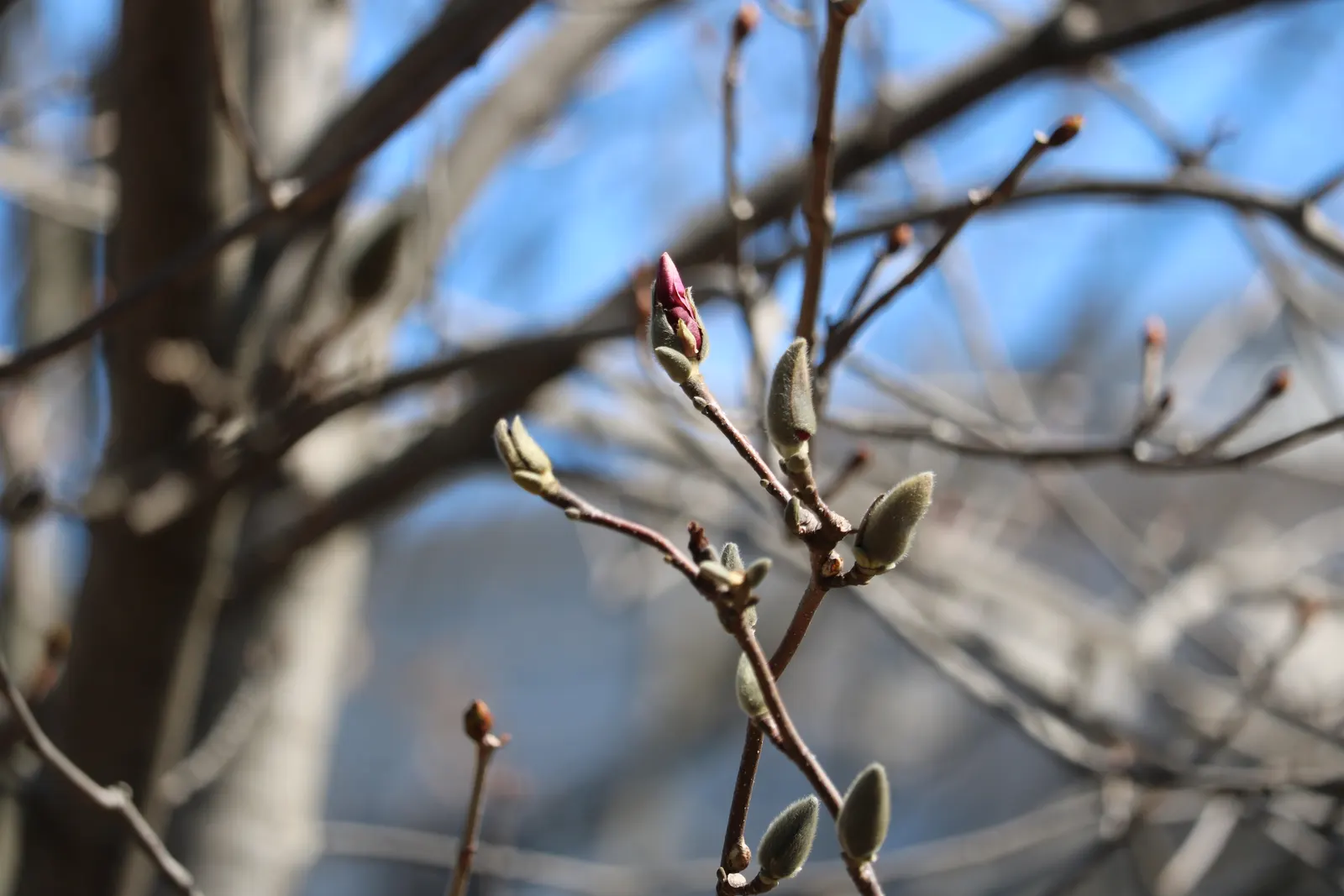 Loebner Magnolia (Magnolia X Loebneri) — starry blossoms in early to mid-spring; the flower buds are tantalizingly tinged pink, image 52