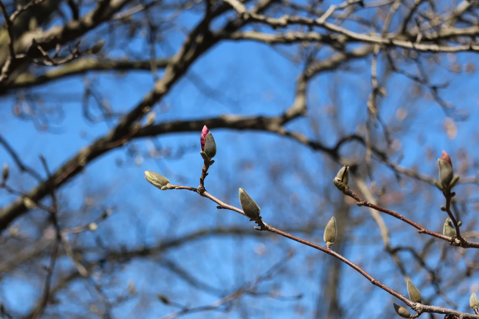 Loebner Magnolia (Magnolia X Loebneri) — requiring minimal pruning