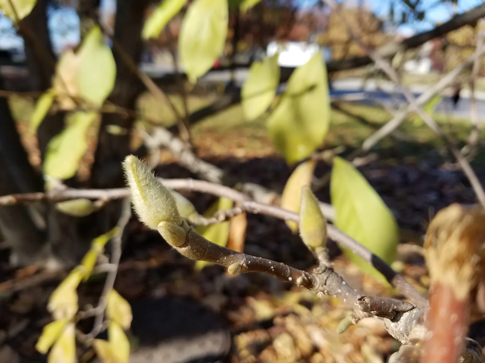 Loebner Magnolia (Magnolia X Loebneri) — Noted for its early spring blooms