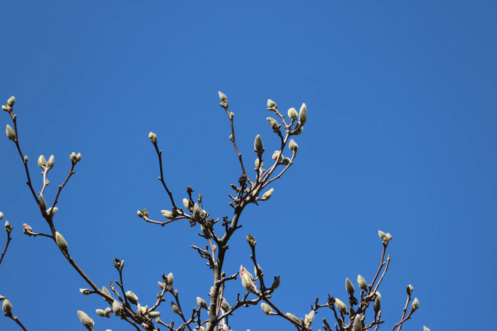 Loebner Magnolia (Magnolia X Loebneri) — Noted for its early spring blooms; requiring minimal pruning, image 47