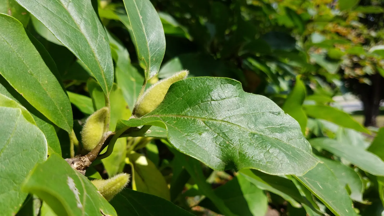 Loebner Magnolia (Magnolia X Loebneri) — Hardy in USDA zones 5 to 9