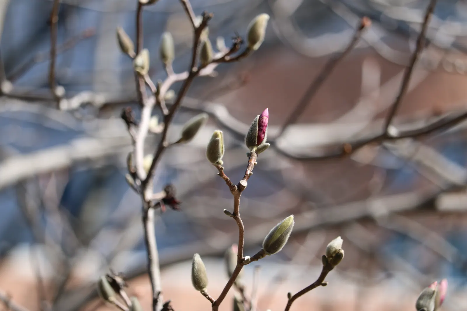 Loebner Magnolia (Magnolia X Loebneri) — offering some flexibility in placement.<br><br>The Loebner Magnolia is relatively low-maintenance; and is moderately