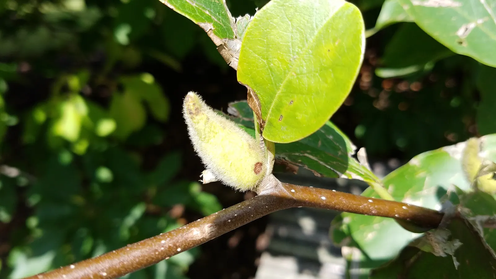 Loebner Magnolia (Magnolia X Loebneri) — shrub / tree for full or half or shade