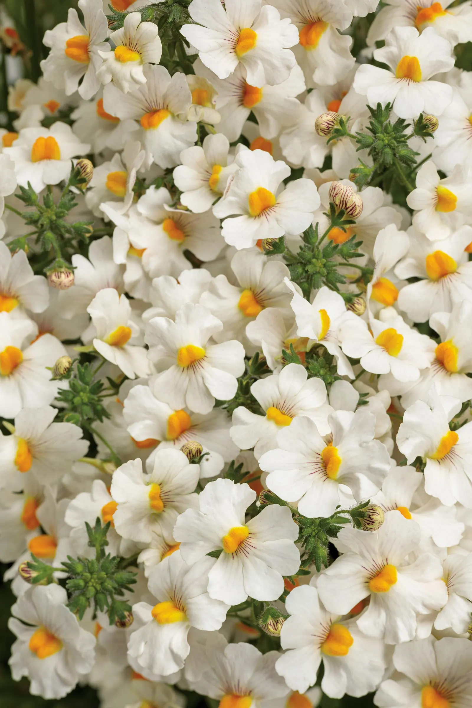 Coconut III Nemesia — valued for its clean white flowers and neatly mounded habit