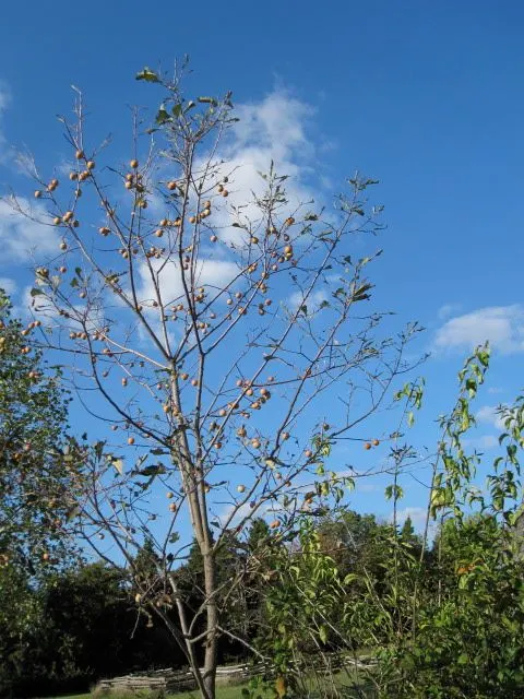 American Persimmon, Possumwood (Diospyros Virginiana) — and purple in autumn.<br><br>Its distinctive fruit, image 78