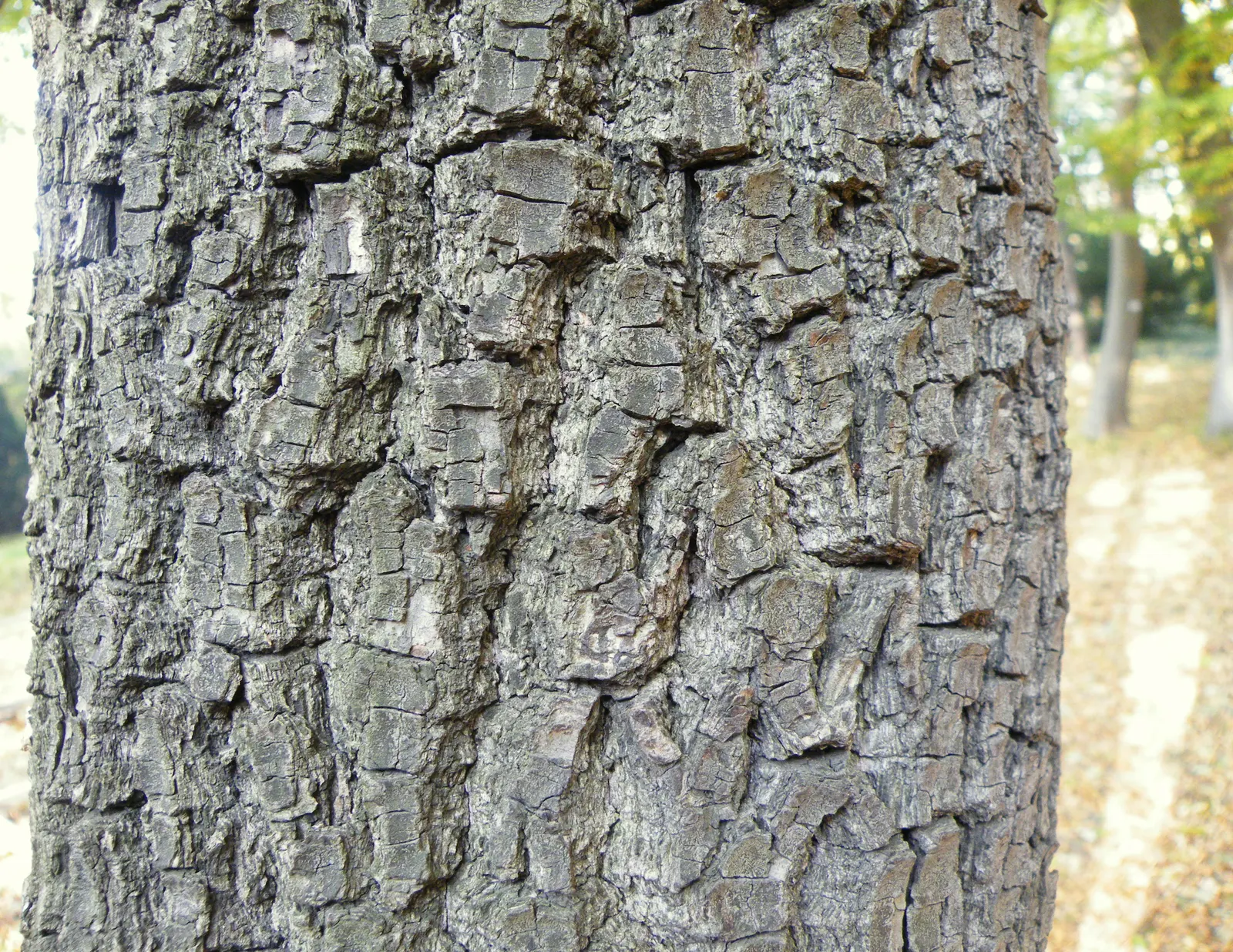 American Persimmon, Possumwood (Diospyros Virginiana) — Mature at 35-60 feet tall, with a 20-35 foot spread, it thrives in zones 4-9; starts out, image 96