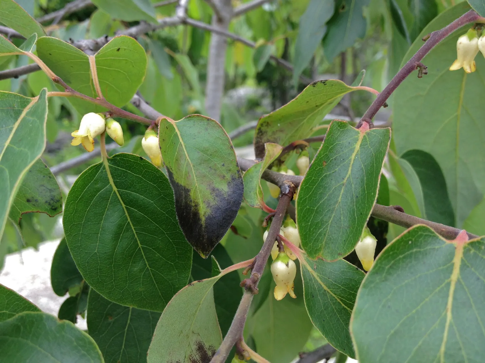 American Persimmon, Possumwood (Diospyros Virginiana) — Fruit is edible when soft, attracting birds and mammals; or Possumwood (Diospyros, image 68