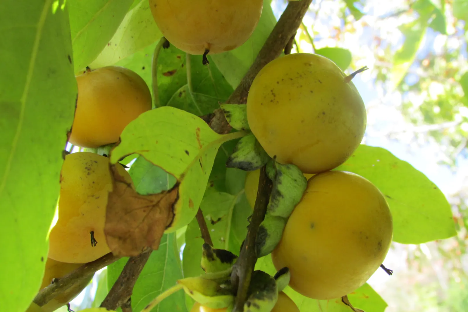 American Persimmon, Possumwood (Diospyros Virginiana) — This deciduous native tree; and yellow-to-orange fruits after female tree's white flowers, image 72