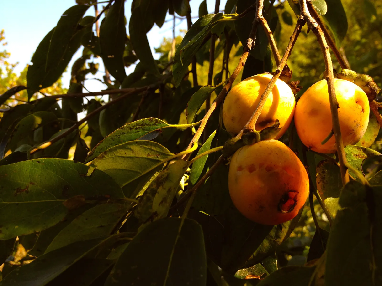 American Persimmon, Possumwood (Diospyros Virginiana) — Given its deep taproot, ensure it is planted where it can remain undisturbed