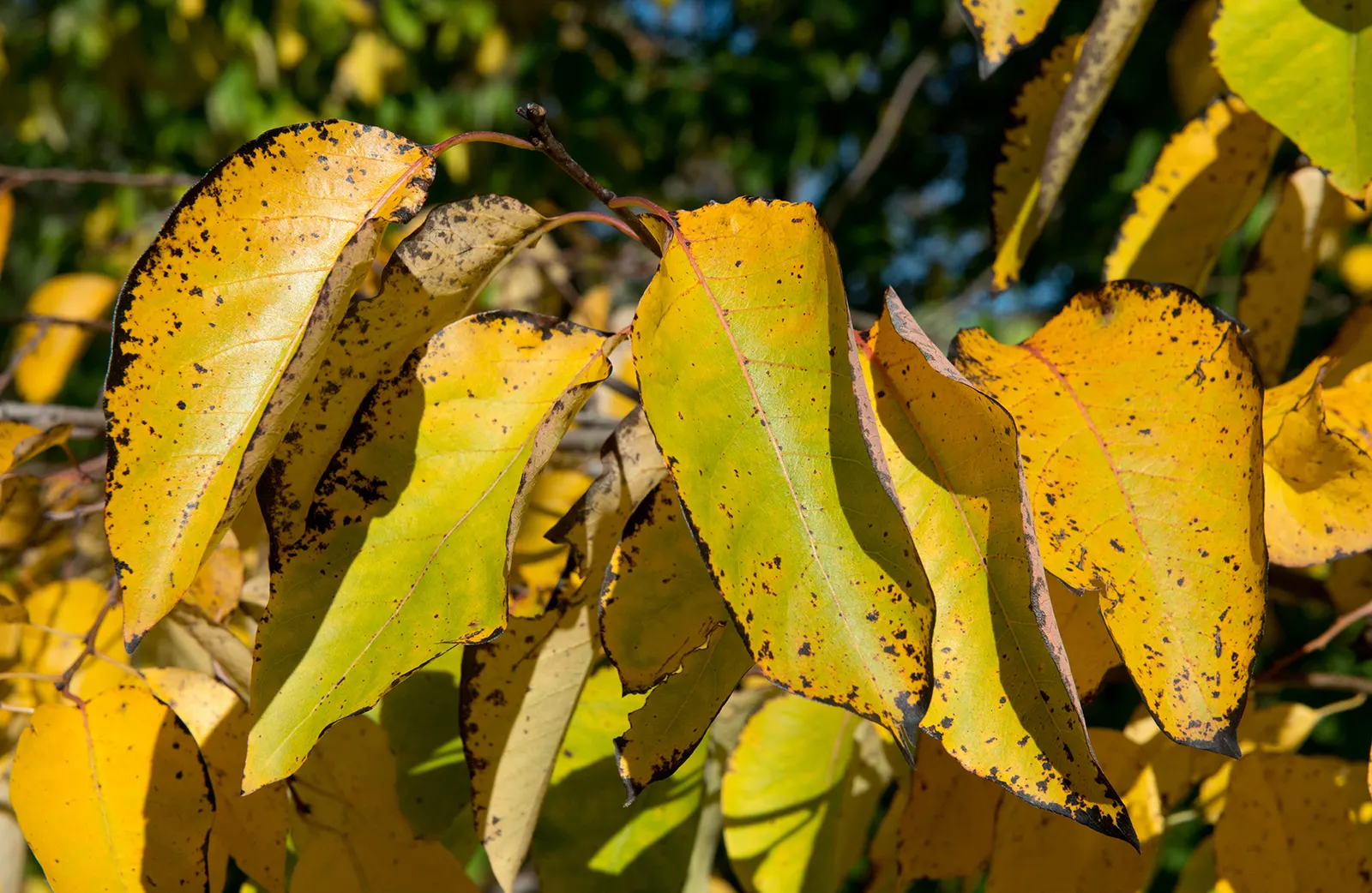 American Persimmon, Possumwood (Diospyros Virginiana) — and yellow-to-orange fruits after female tree's white flowers; american Persimmon (Diospyros virginiana)