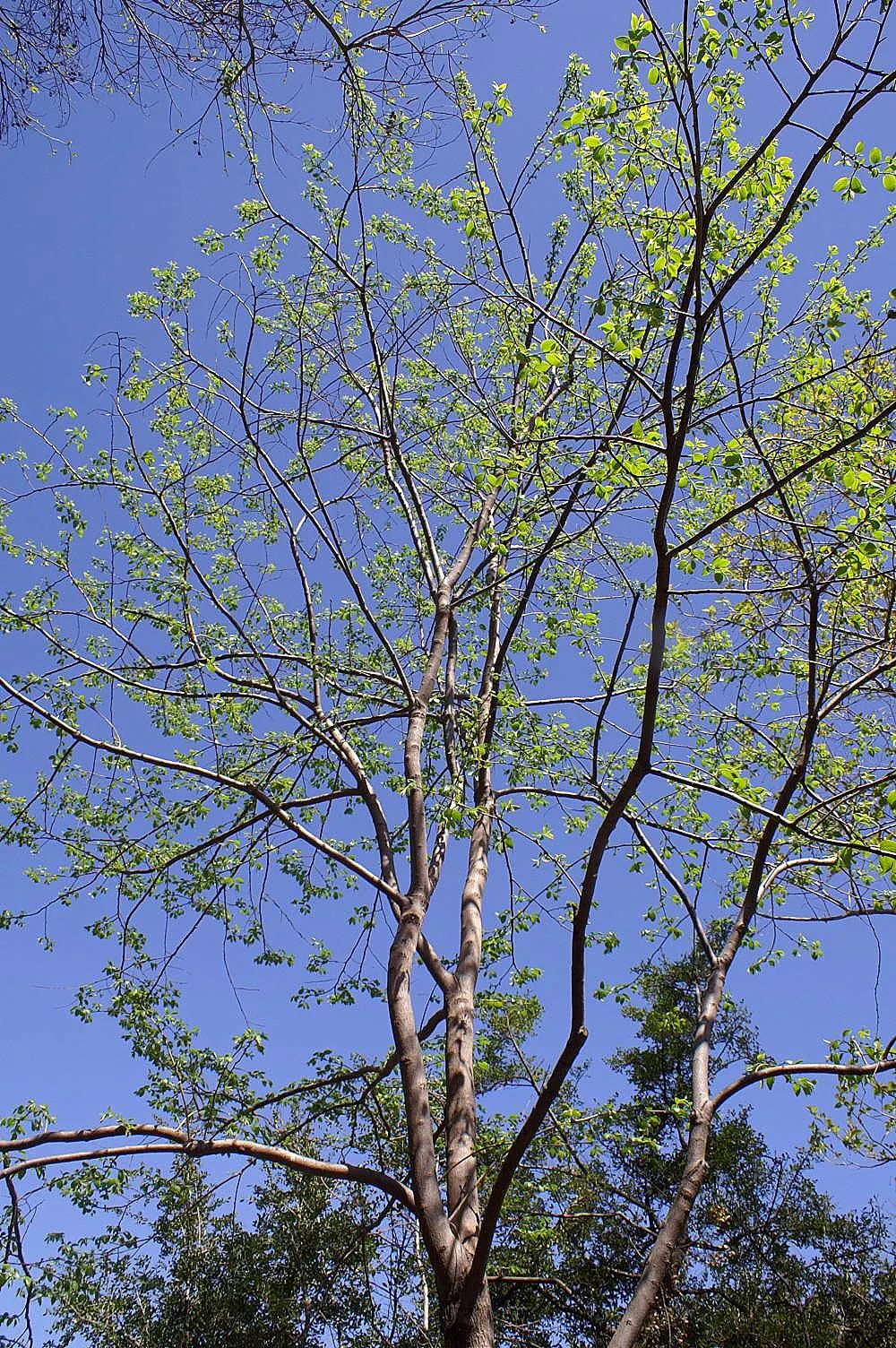 American Persimmon, Possumwood (Diospyros Virginiana) — or Possumwood (Diospyros virginiana); the fruits are not only a culinary delight