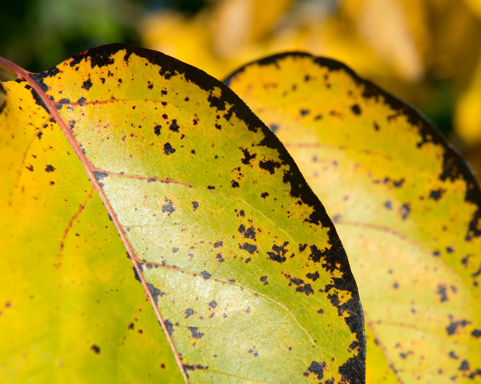 American Persimmon, Possumwood (Diospyros Virginiana) — grows moderately to a height between 35 to 60 feet; these persimmons possess a sweet