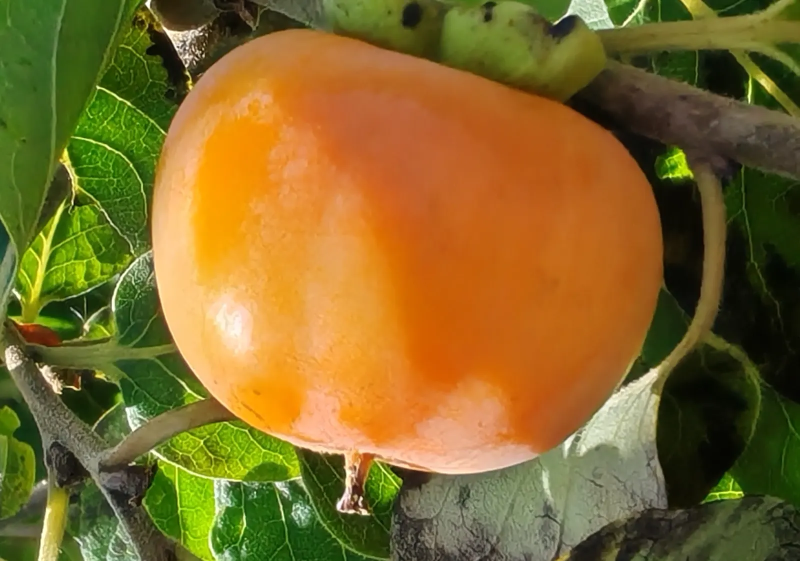 American Persimmon, Possumwood (Diospyros Virginiana) — is a native deciduous tree valued for its adaptability and wildlife benefits; commonly, image 95