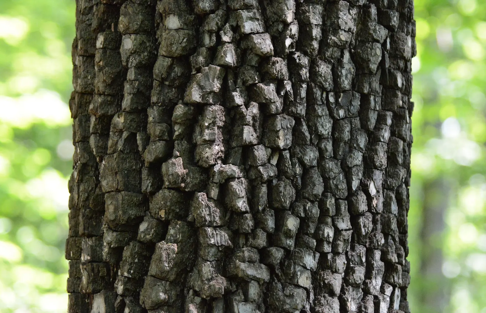American Persimmon, Possumwood (Diospyros Virginiana) — Features distinctive blocky bark