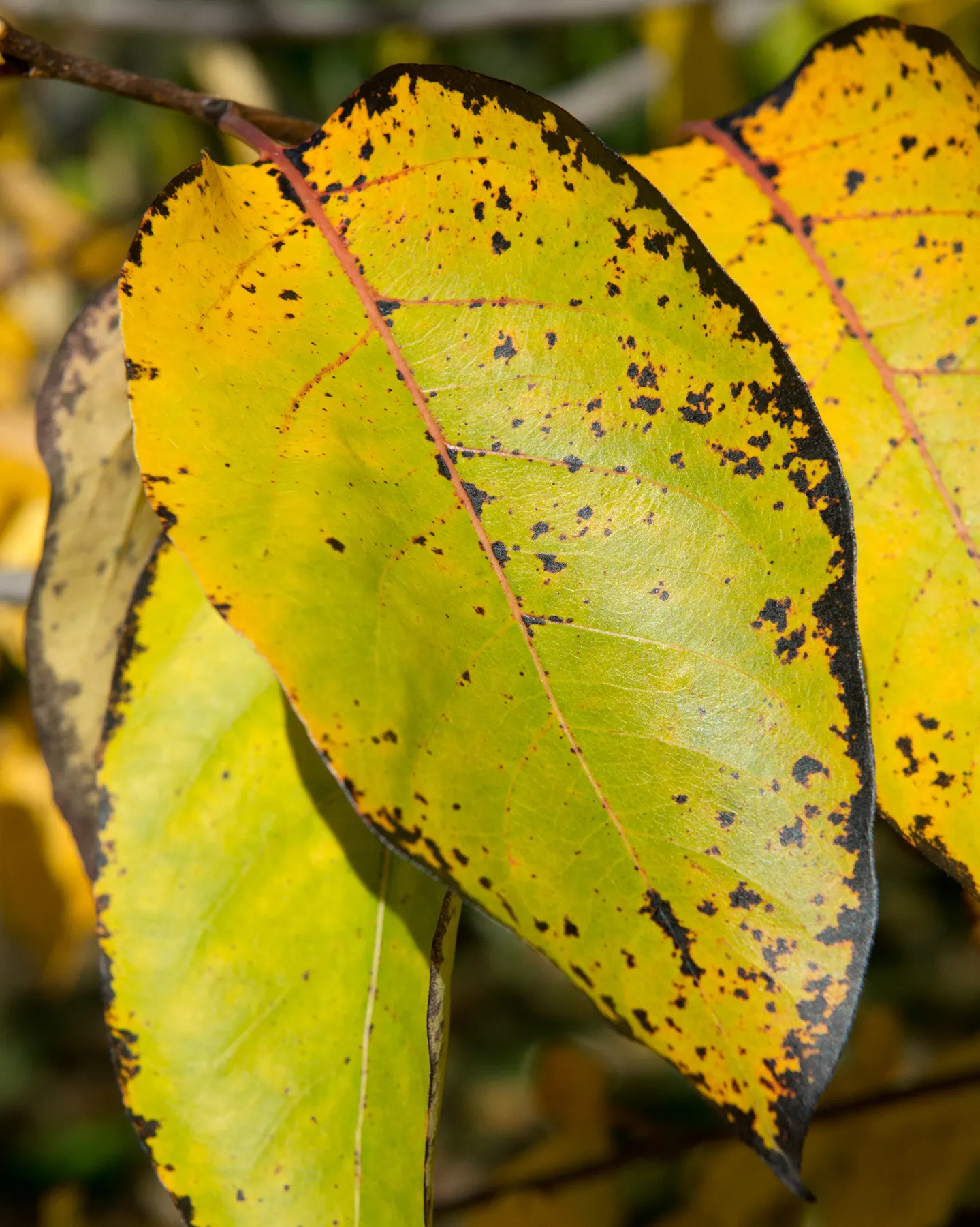 American Persimmon, Possumwood (Diospyros Virginiana) — they are notably astringent