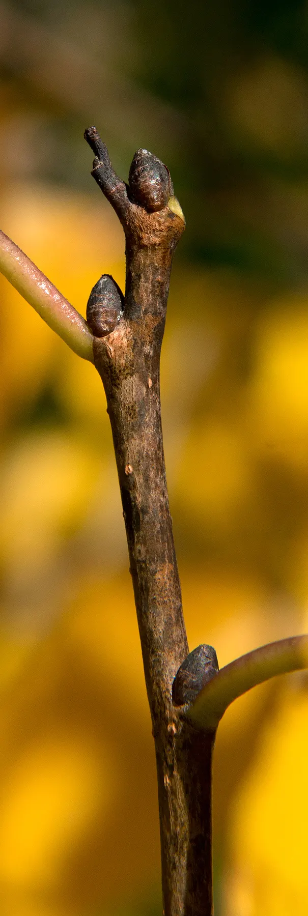 American Persimmon, Possumwood (Diospyros Virginiana) — American Persimmon (Diospyros virginiana); features distinctive blocky bark, image 94
