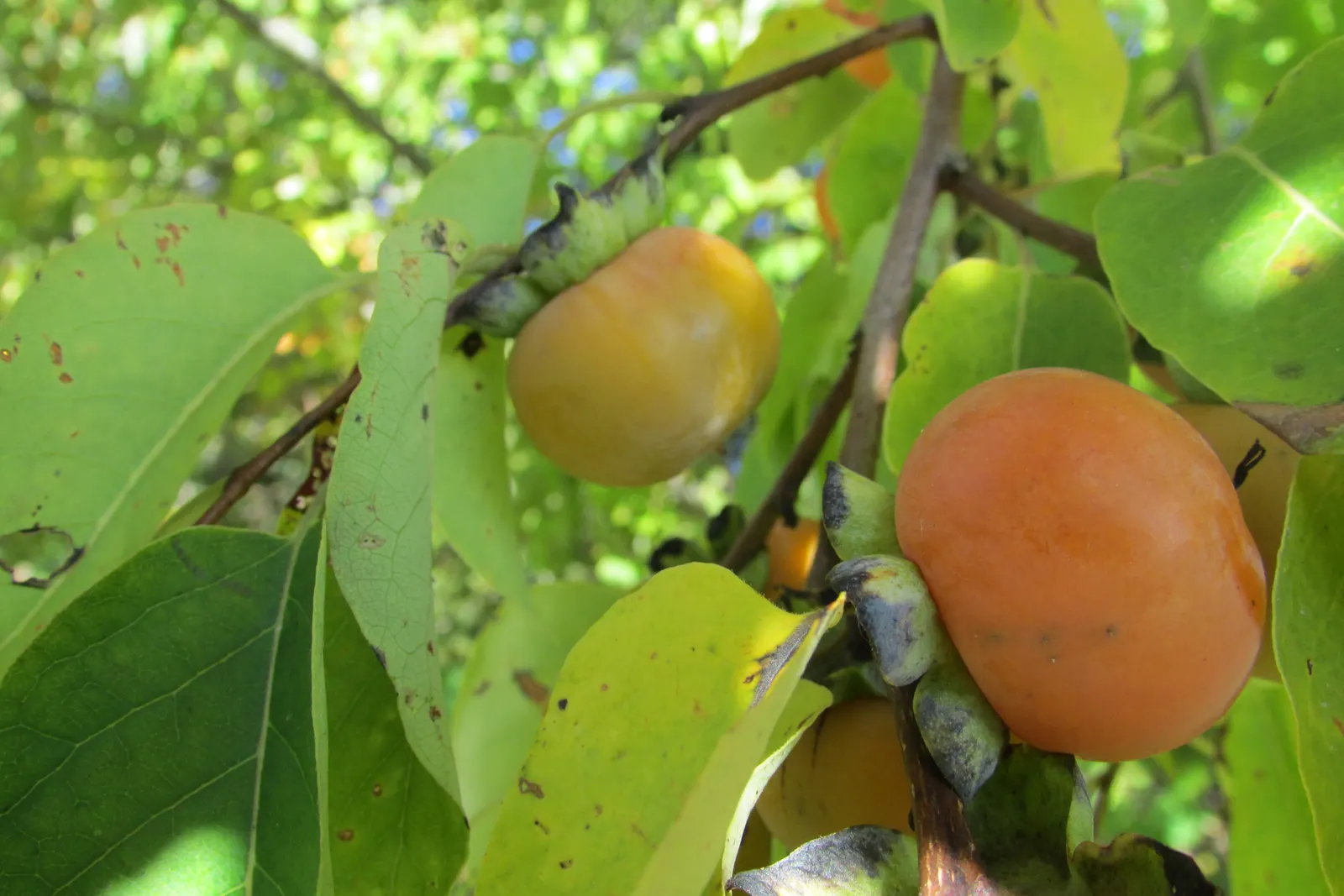 American Persimmon, Possumwood (Diospyros Virginiana) — These persimmons possess a sweet; fruit is edible when soft, attracting birds and mammals, image 81