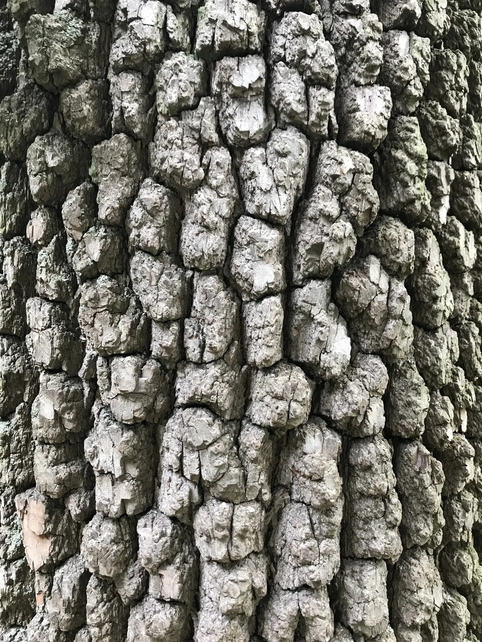American Persimmon, Possumwood (Diospyros Virginiana) — The fruits are not only a culinary delight; noteworthy is its zoning resiliency, as it can flourish in