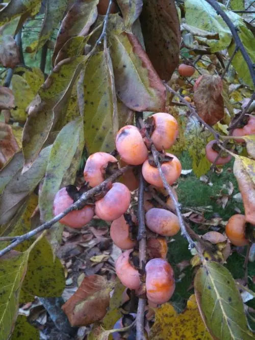 American Persimmon, Possumwood (Diospyros Virginiana) — American Persimmon (Diospyros virginiana)