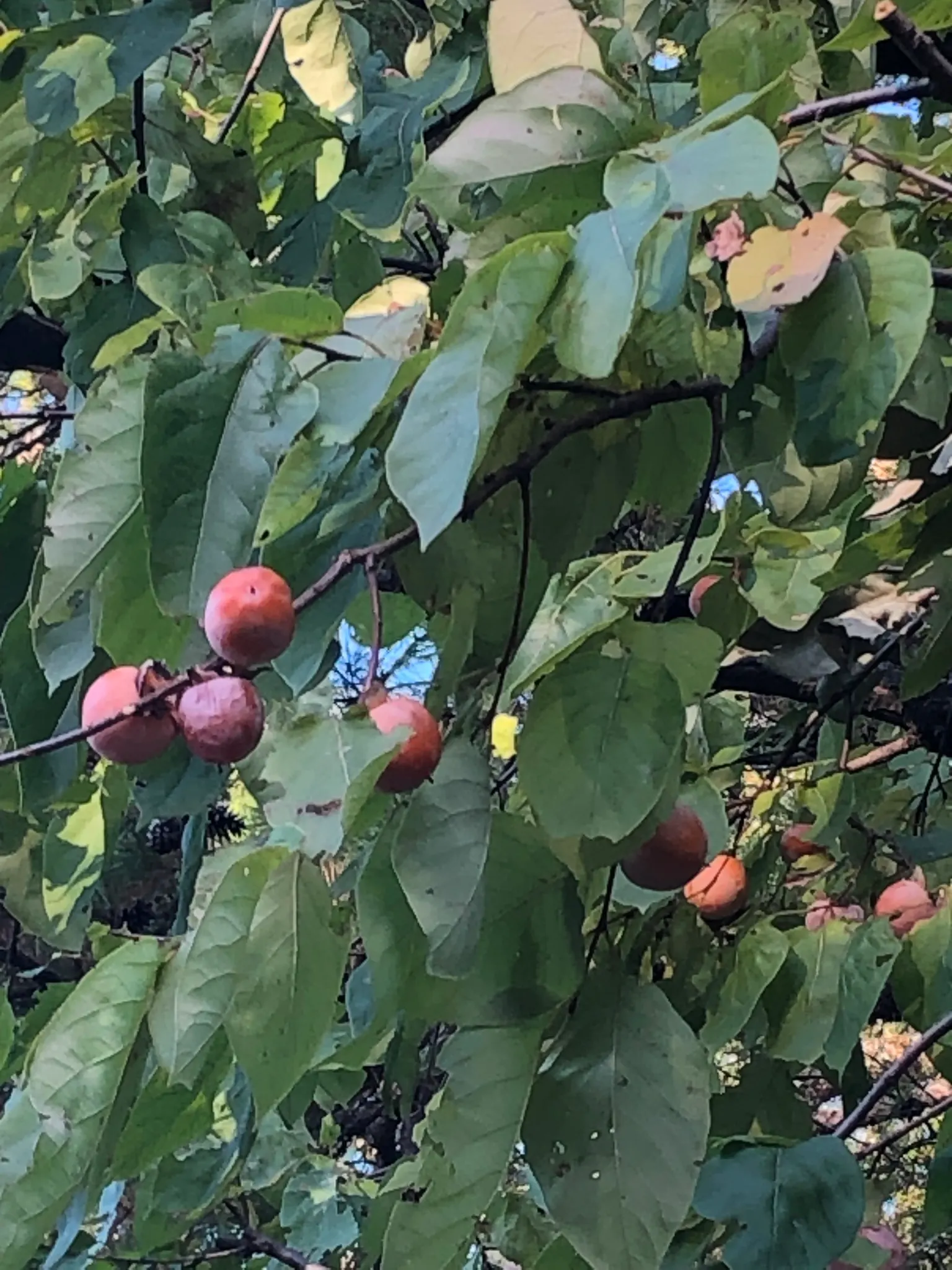 American Persimmon, Possumwood (Diospyros Virginiana) — presents a singular choice for both aesthetic and practical purposes within a landscape; when designing