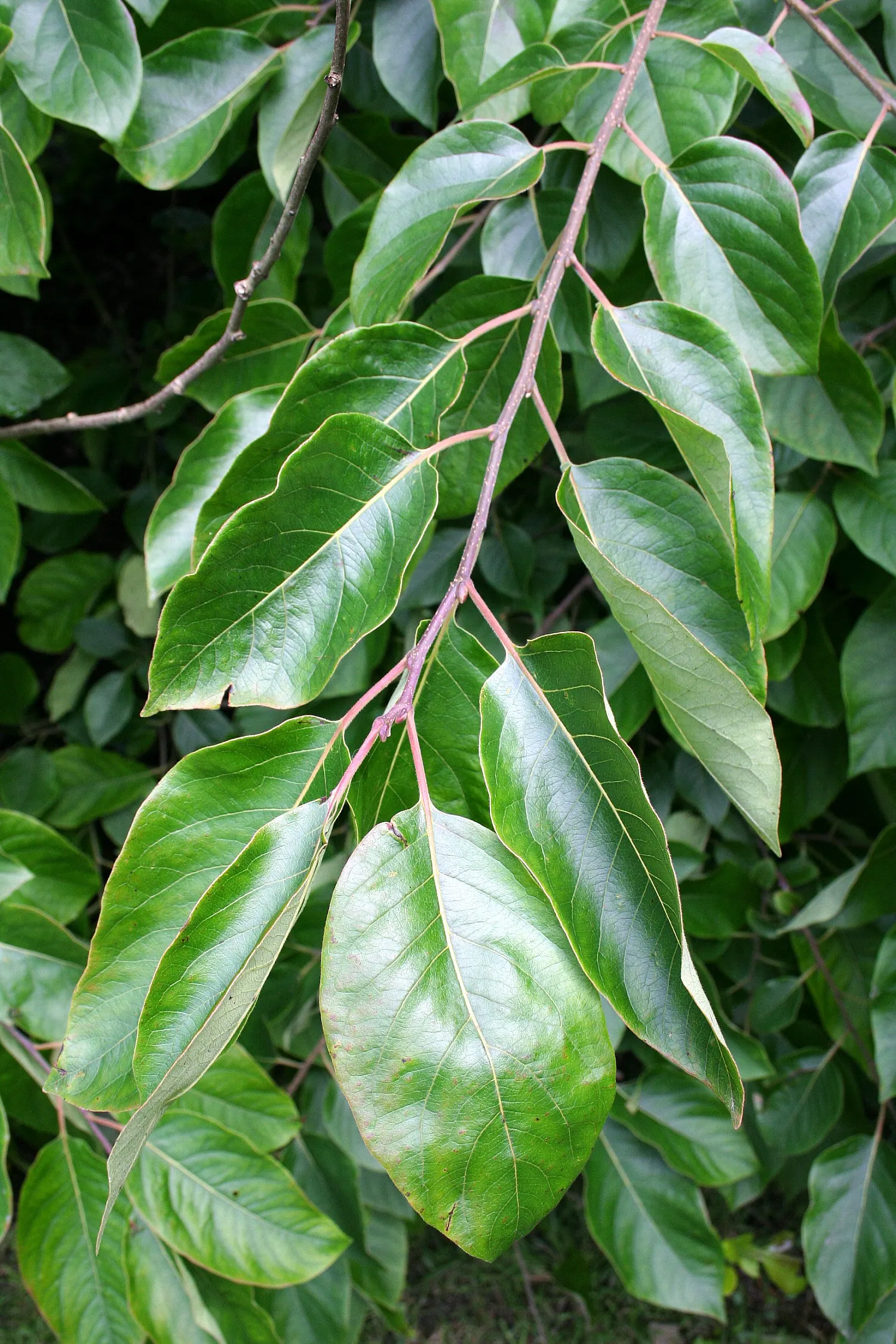 American Persimmon, Possumwood (Diospyros Virginiana) — Prefers full sun to partial shade and well-drained soils; gray to black bark and its, image 69