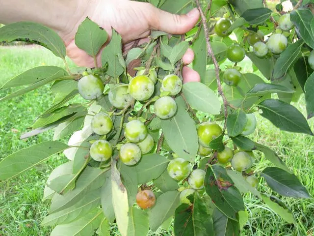 American Persimmon, Possumwood (Diospyros Virginiana) — but also attract diverse wildlife such as birds; this deciduous native tree