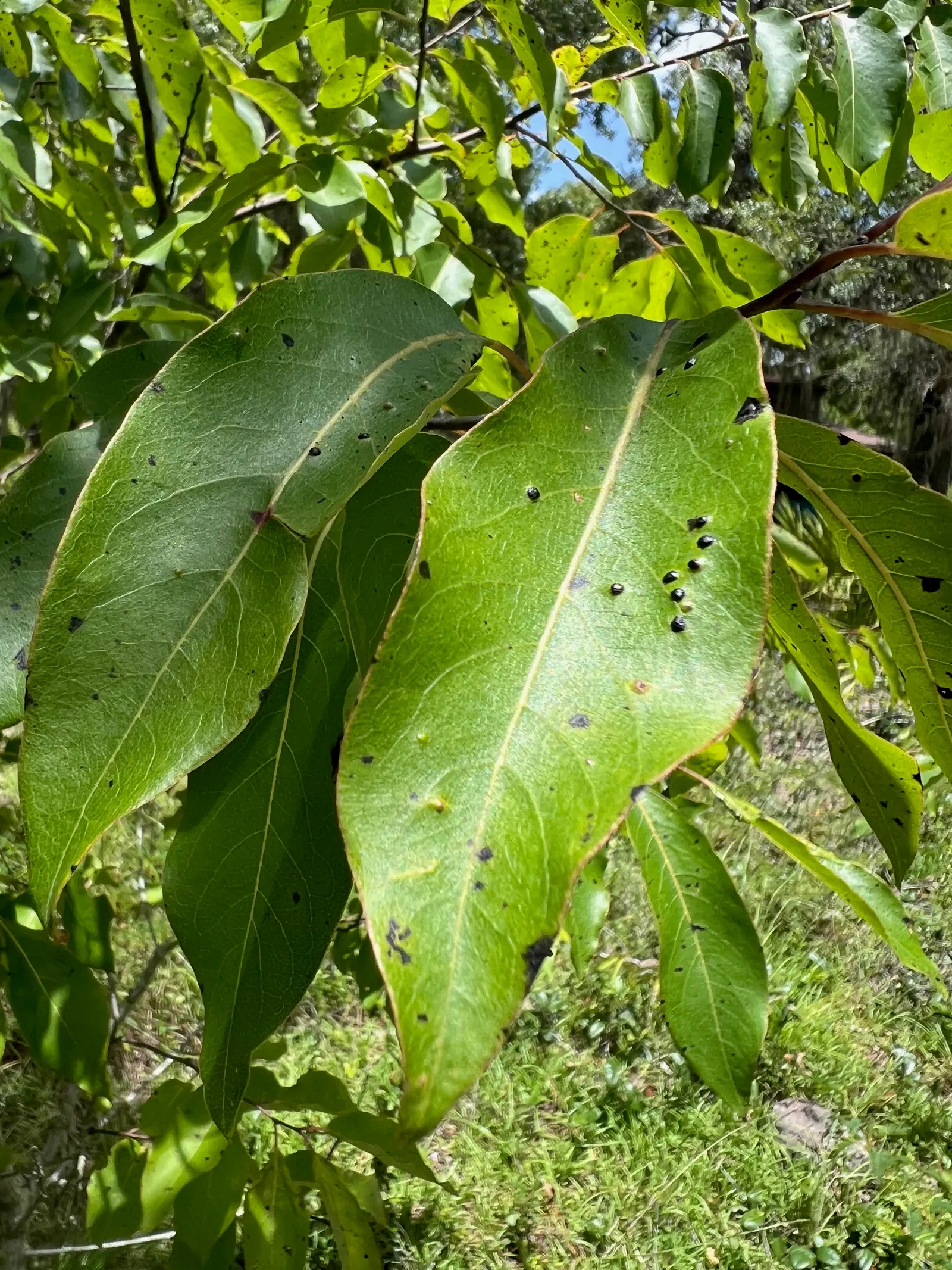 American Persimmon, Possumwood (Diospyros Virginiana) — when designing your space