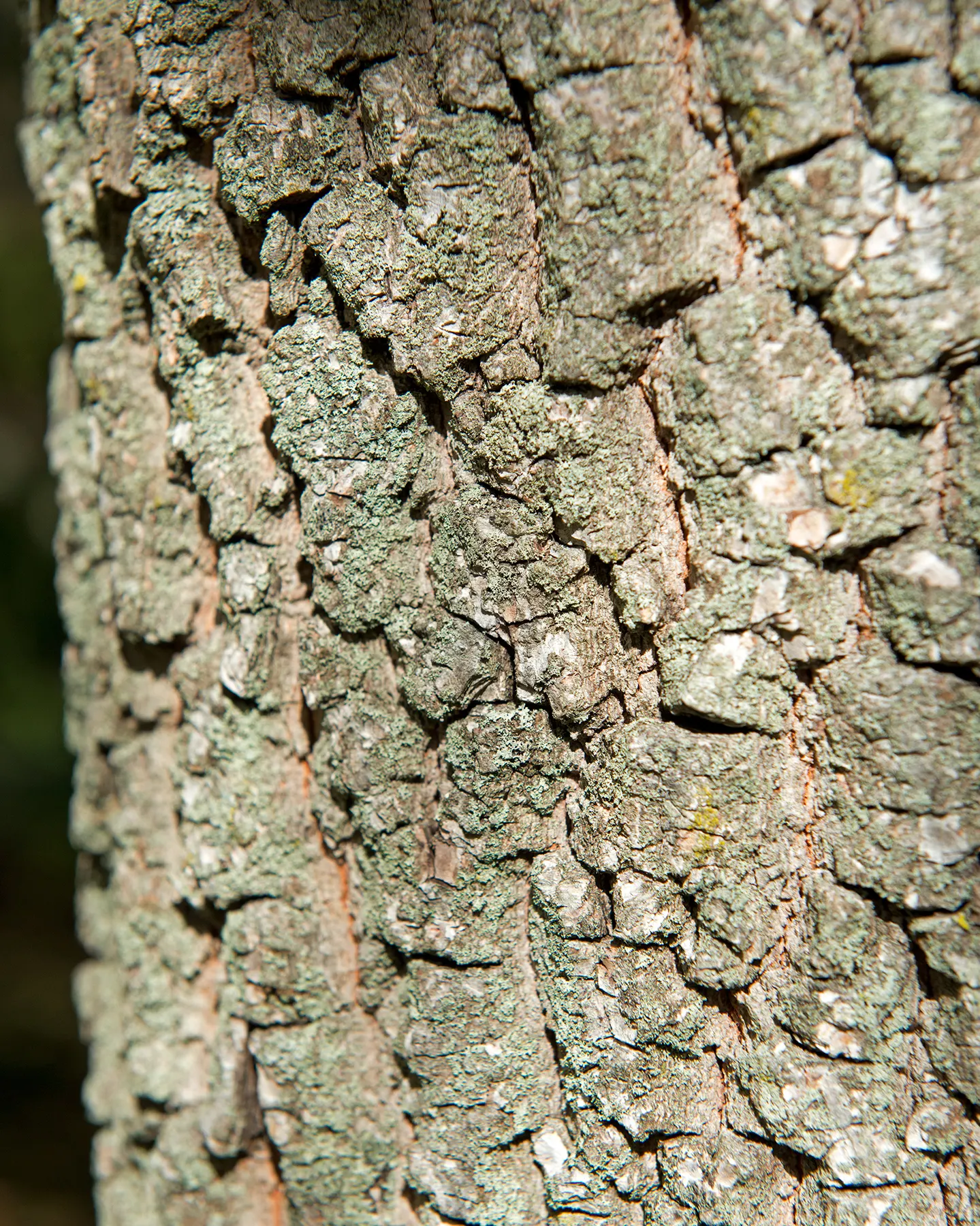 American Persimmon, Possumwood (Diospyros Virginiana) — consider the tree's potential drop zone for fruit and its modestly spreading canopy