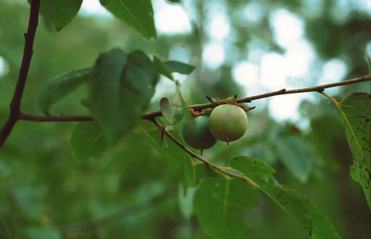 American Persimmon, Possumwood (Diospyros Virginiana) — presents a singular choice for both aesthetic and practical purposes within a landscape, image 102