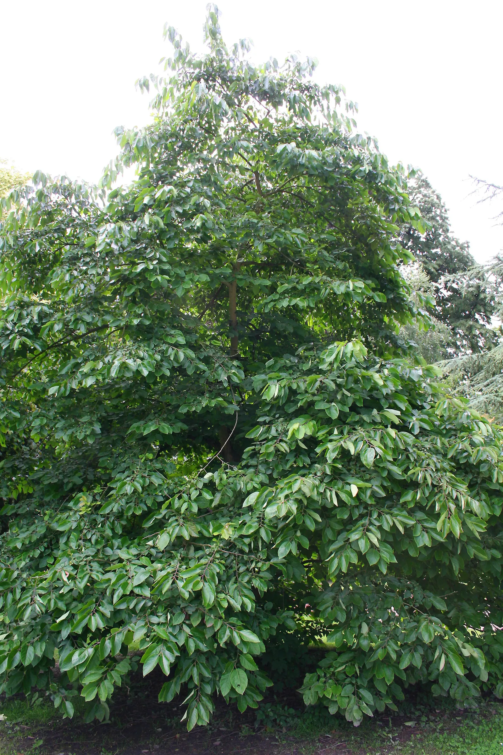 American Persimmon, Possumwood (Diospyros Virginiana) — Prefers full sun to partial shade and well-drained soils