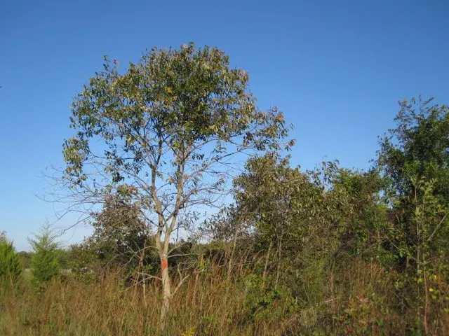 American Persimmon, Possumwood (Diospyros Virginiana) — Noteworthy is its zoning resiliency, as it can flourish in USDA hardiness zones 4 through, image 89