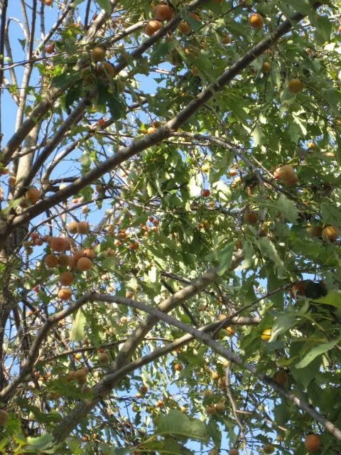 American Persimmon, Possumwood (Diospyros Virginiana) — The fruits are not only a culinary delight
