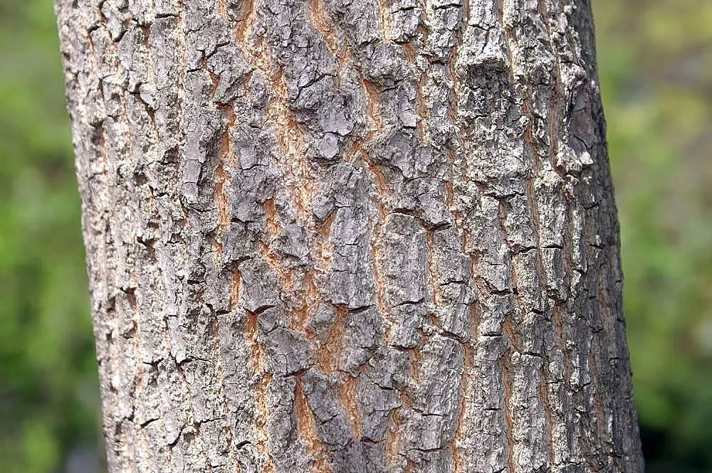 American Persimmon, Possumwood (Diospyros Virginiana) — Diospyros virginiana is drought-tolerant upon establishment and requires full sun to, image 88