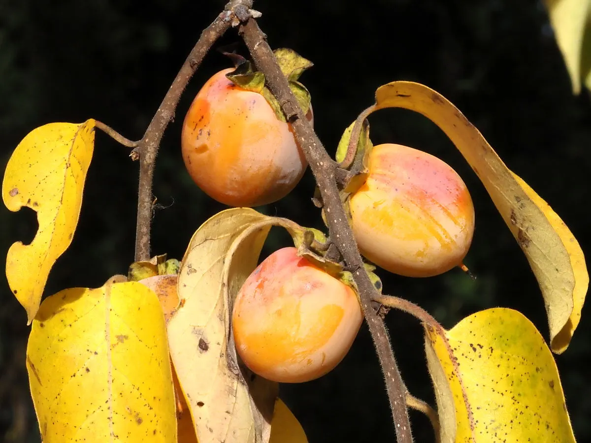American Persimmon, Possumwood (Diospyros Virginiana) — and yellow-to-orange fruits after female tree's white flowers; american Persimmon, image 67