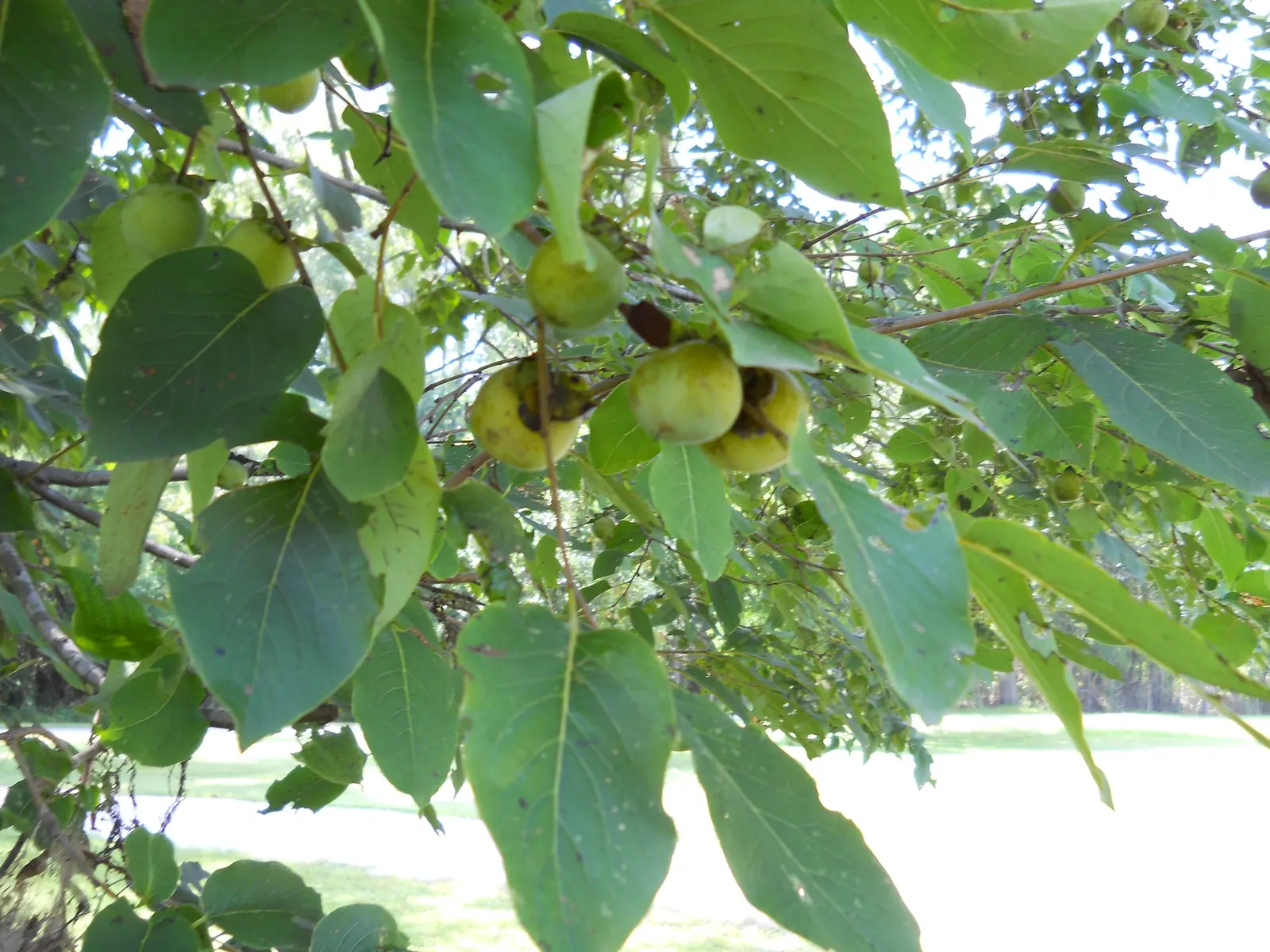 American Persimmon, Possumwood (Diospyros Virginiana) — Prefers full sun to partial shade and well-drained soils; gray to black bark and its, image 100
