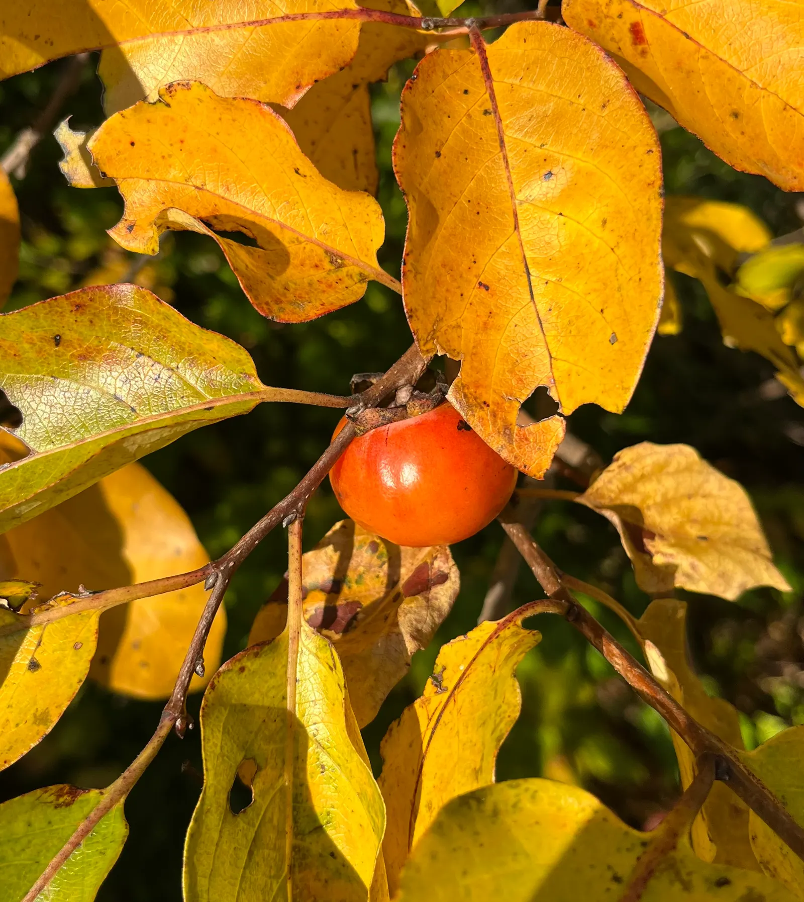 American Persimmon, Possumwood (Diospyros Virginiana) — Noteworthy is its zoning resiliency, as it can flourish in USDA hardiness zones 4 through 9; tree for