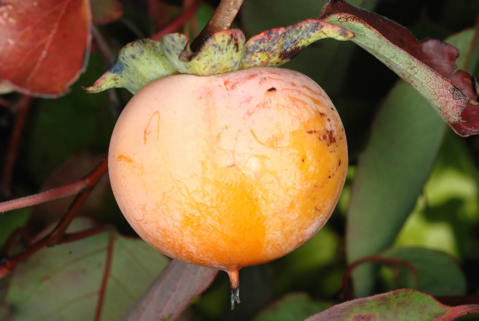American Persimmon, Possumwood (Diospyros Virginiana) — gray to black bark and its lustrous green leaves which transition to striking shades of, image 77
