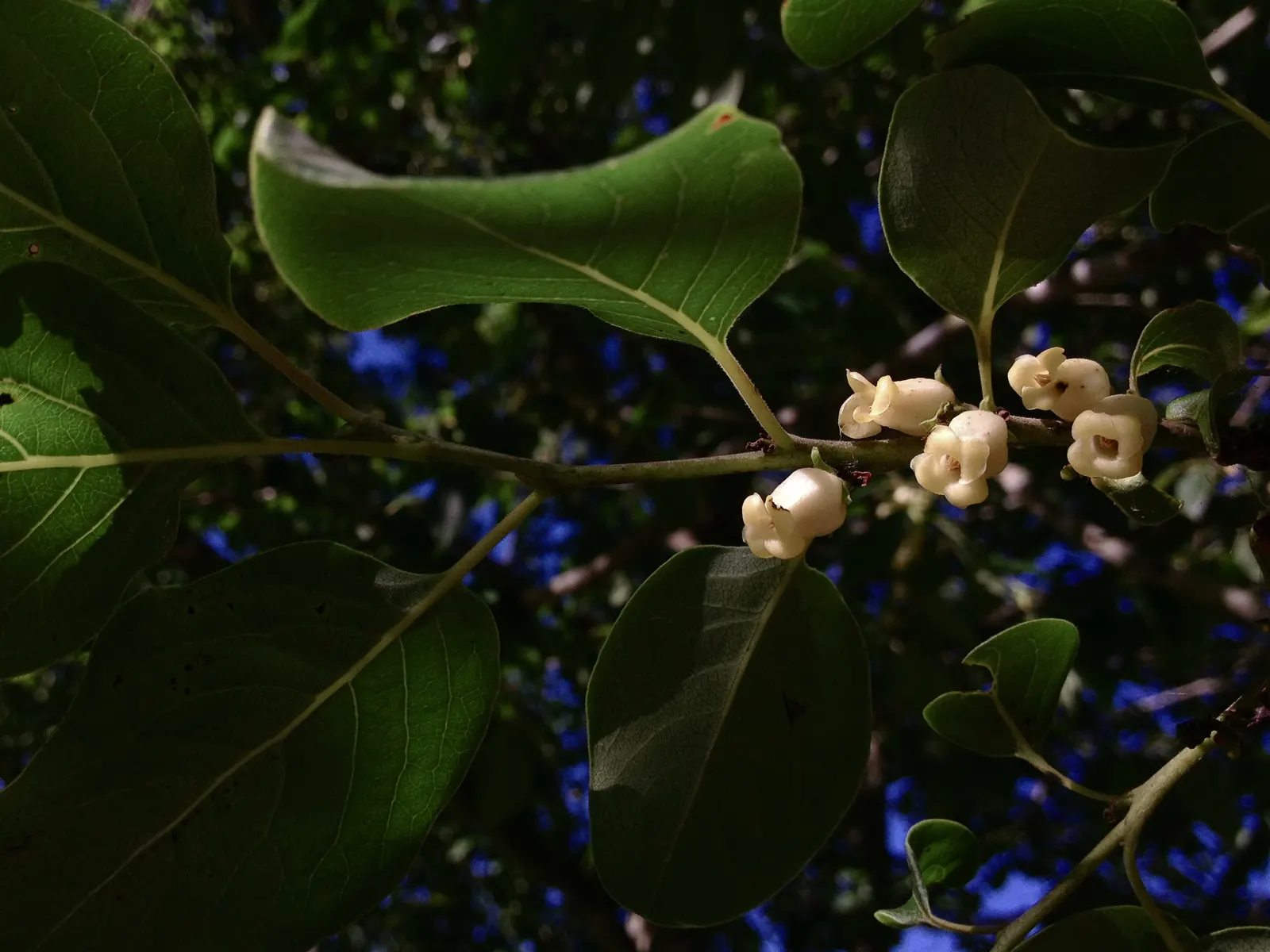 American Persimmon, Possumwood (Diospyros Virginiana) — gray to black bark and its lustrous green leaves which transition to striking shades of, image 46